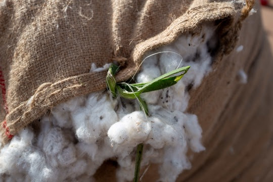 Focus on Biodiversity in Fight Against Effects of Climate Change